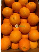 Citrus Fruits