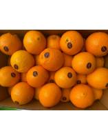 Citrus Fruits