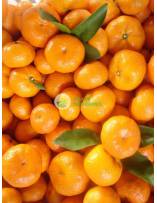 Citrus Fruits