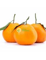 Fruits