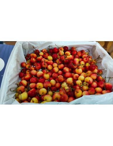 USA Washington Rainier Cherries