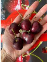 Fruits