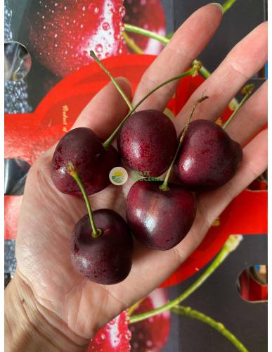 Chile Premium Jumbo Cherries