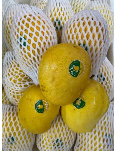 Jumbo SEIN TA LONE Myanmar Mango