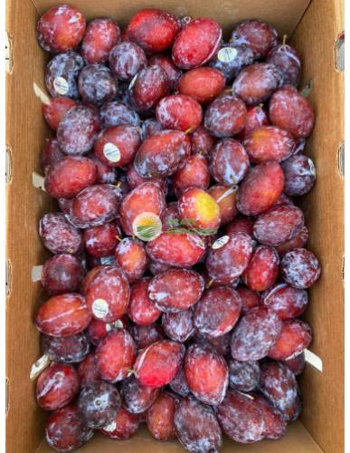 USA Tulare Giant Sugar Plums