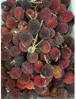 Fruits