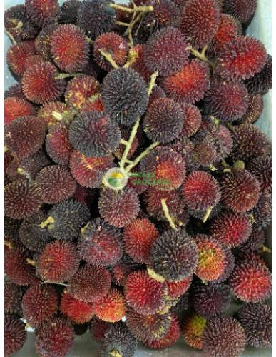 Malaysia Pulasan 葡萄桑