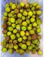 Seasonal Fruits