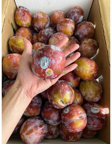 USA Jumbo Flavour Fall Plums