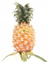 Fruits