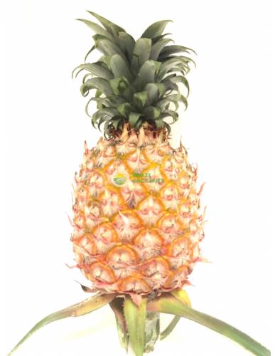 Malaysia Honey Pineapple