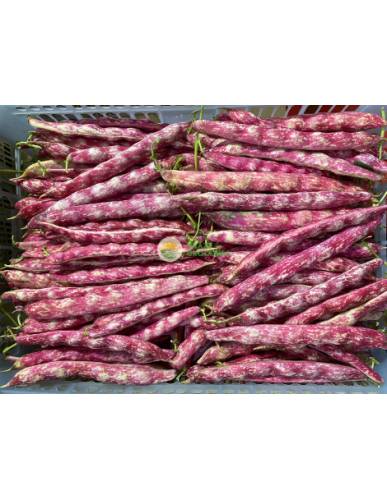 Cranberry Beans - Pearl Beans (珍珠豆)