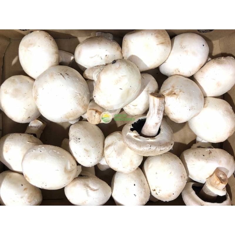 Mushroom