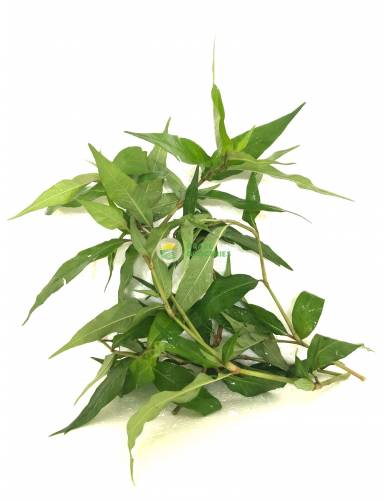 Laksa Leaves (喇沙叶)