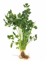 Vegetables