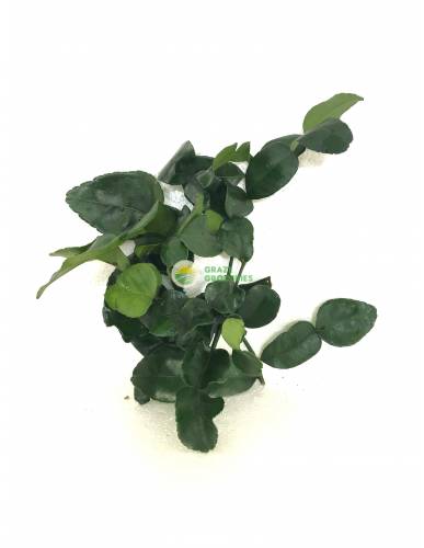 Kaffir Lime Leaves (柠檬叶)
