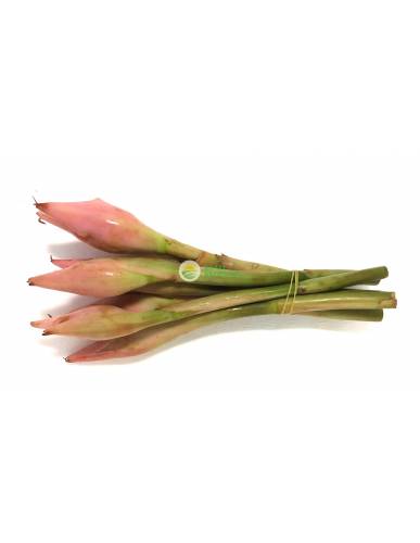 Torch Ginger Flower (姜花) - Rojak Flower