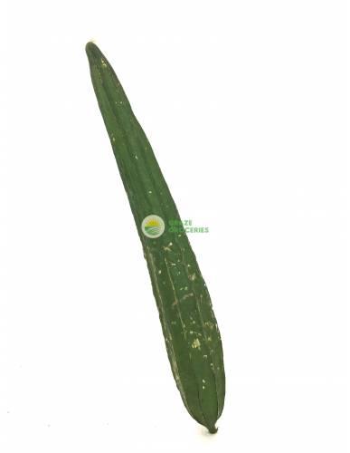 Luffa (角瓜)