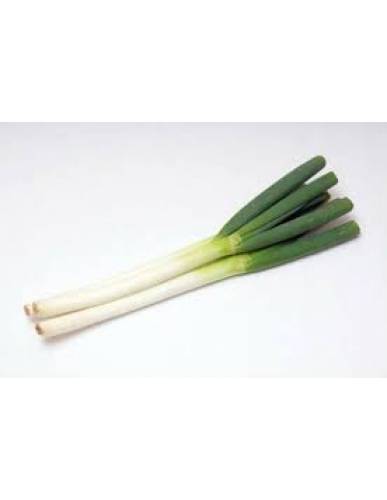 China Scallions ( 北葱）